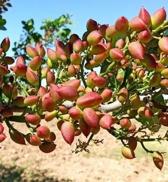 Hacı Mustafa Kılıç